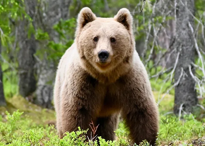 Village Semesterbostad *